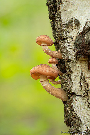 Paddenstoelen 2025-343