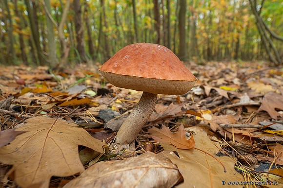 Paddenstoelen 2025-344
