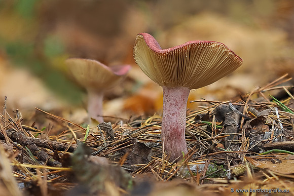 Paddenstoelen 2025-345