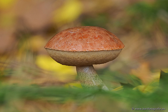 Paddenstoelen 2025-346