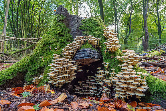 Paddenstoelen 2025-335