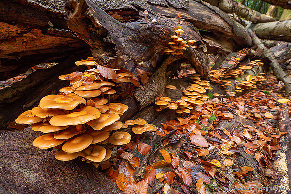 Paddenstoelen 2025-336