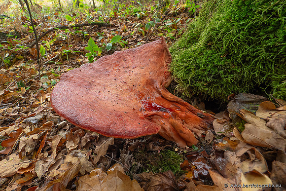 Paddenstoelen 2025-351
