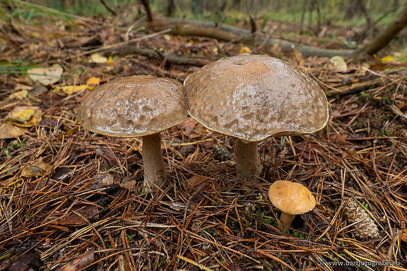 Paddenstoelen 2025-352