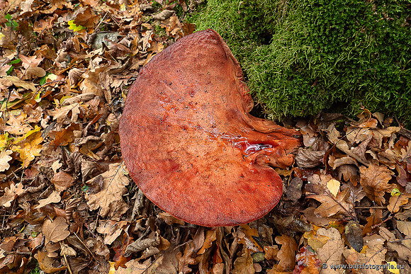 Paddenstoelen 2025-347