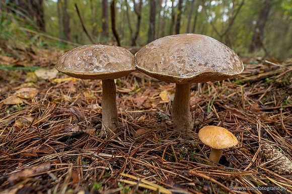 Paddenstoelen 2025-353