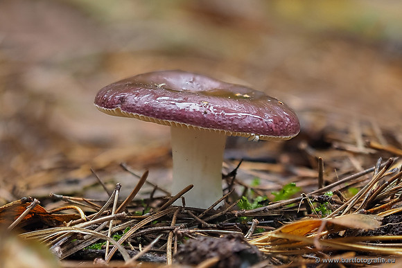 Paddenstoelen 2025-354