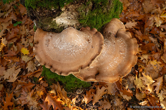 Paddenstoelen 2025-355