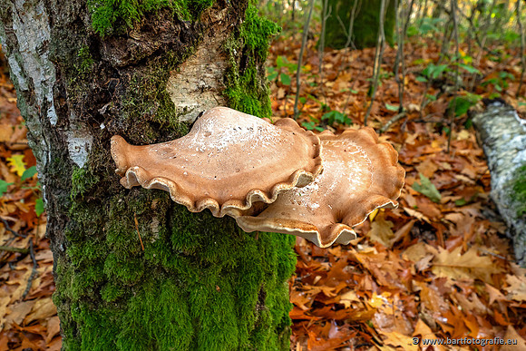 Paddenstoelen 2025-356