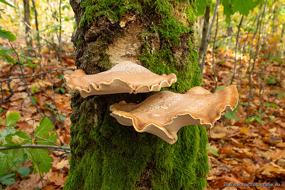 Paddenstoelen 2025-357