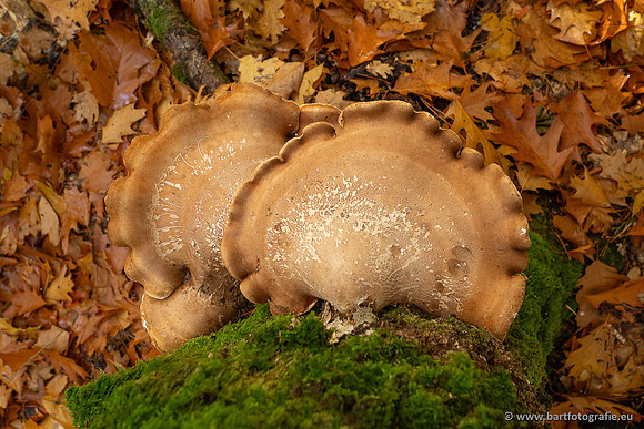 Paddenstoelen 2025-358