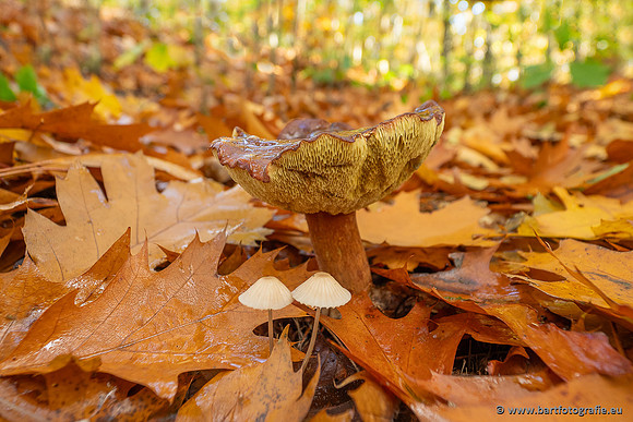Paddenstoelen 2025-359