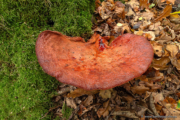 Paddenstoelen 2025-348