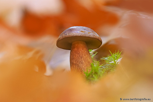 Paddenstoelen 2025-360