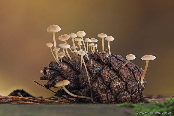 Paddenstoelen 2025-361