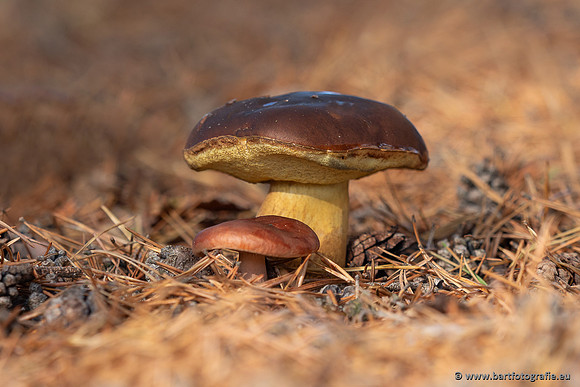 Paddenstoelen 2025-363