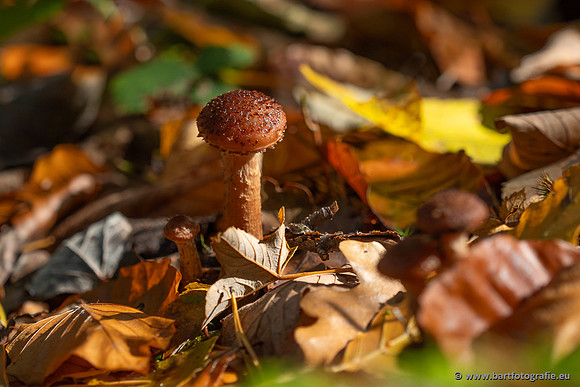 Paddenstoelen 2025-362