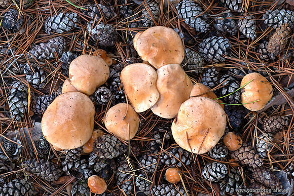 Paddenstoelen 2025-364