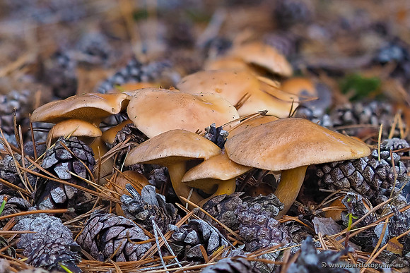 Paddenstoelen 2025-365