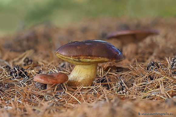 Paddenstoelen 2025-366