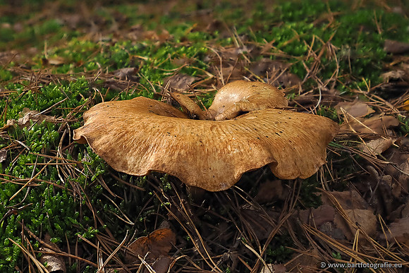Paddenstoelen 2025-367
