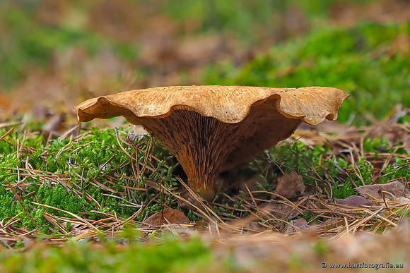 Paddenstoelen 2025-368
