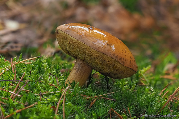 Paddenstoelen 2025-369
