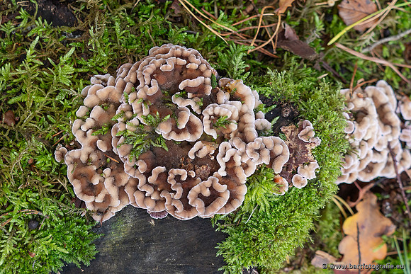 Paddenstoelen 2025-371
