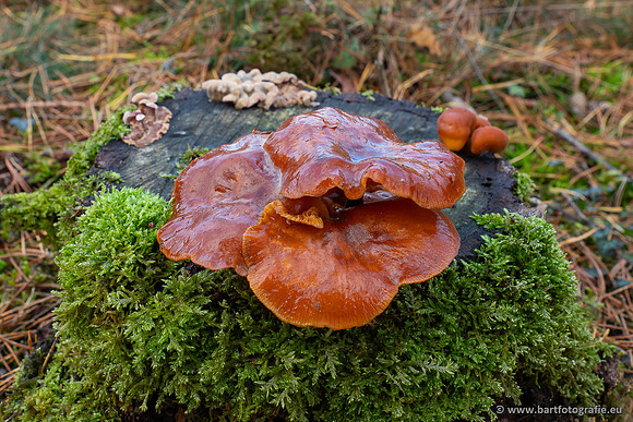 Paddenstoelen 2025-370