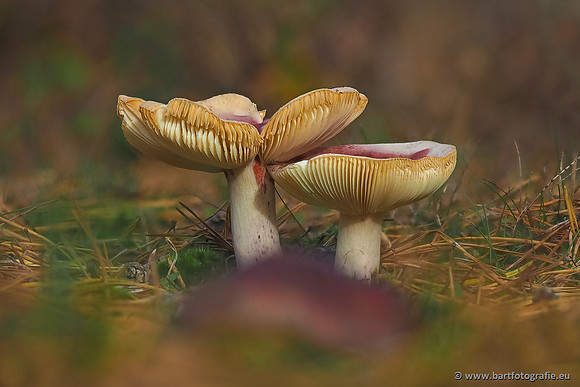 Paddenstoelen 2025-373