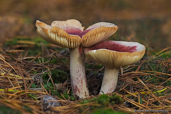 Paddenstoelen 2025-372