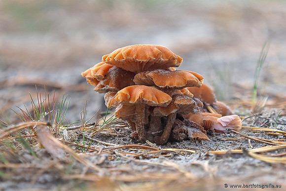 Paddenstoelen 2025-375