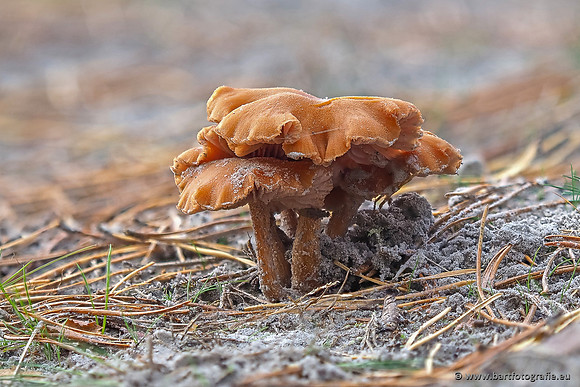 Paddenstoelen 2025-374
