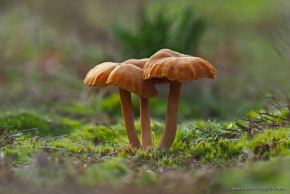 Paddenstoelen 2025-376