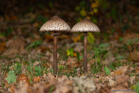 Paddenstoelen 2025-378