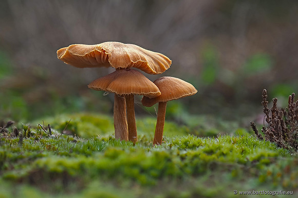 Paddenstoelen 2025-377