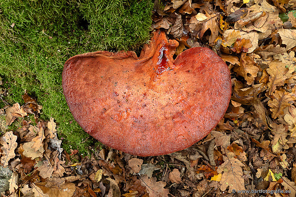 Paddenstoelen 2025-349