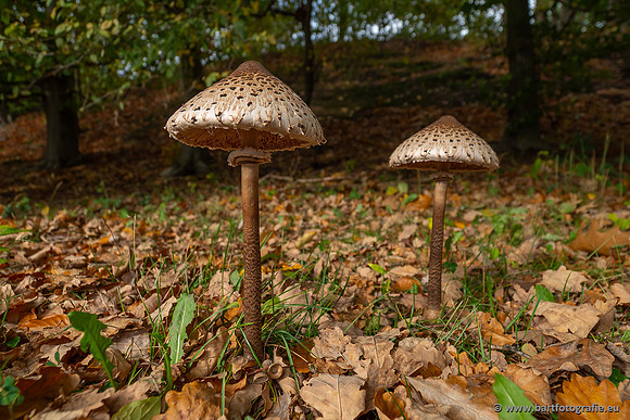 Paddenstoelen 2025-379