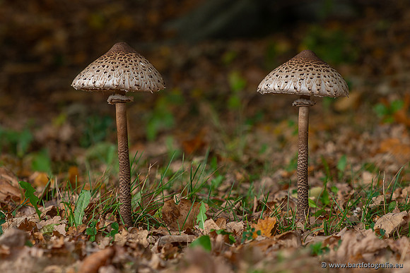 Paddenstoelen 2025-380
