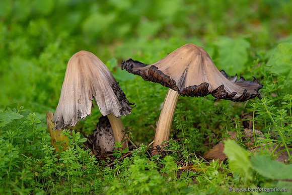Paddenstoelen 2025-383