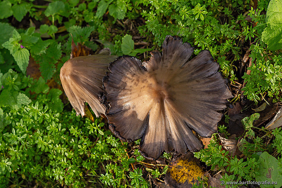 Paddenstoelen 2025-382