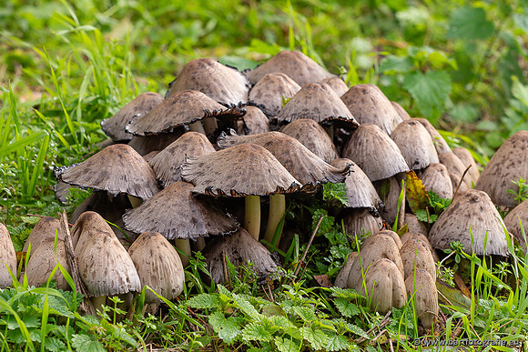 Paddenstoelen 2025-381