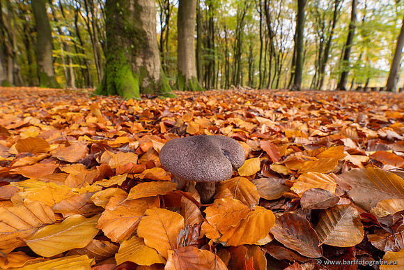 Paddenstoelen 2025-385