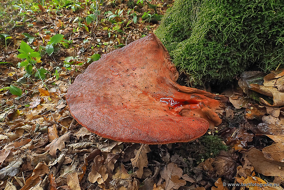 Paddenstoelen 2025-350