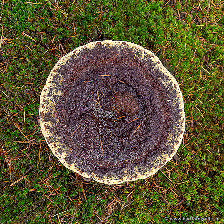 Paddenstoelen 2025-384