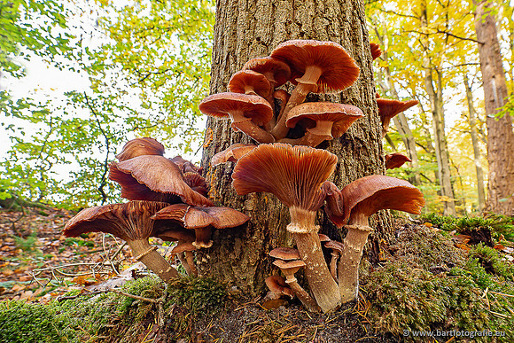 Paddenstoelen 2025-387