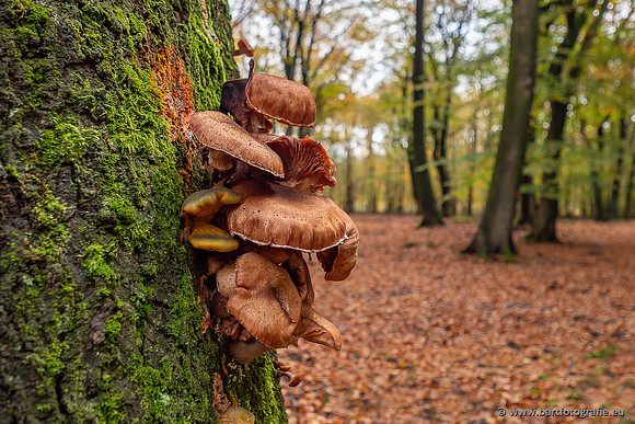 Paddenstoelen 2025-392