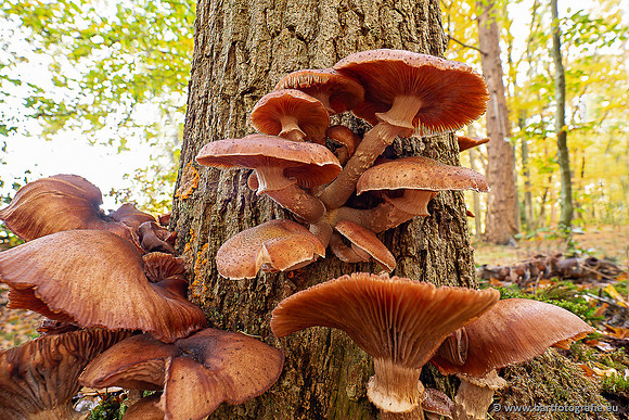 Paddenstoelen 2025-388