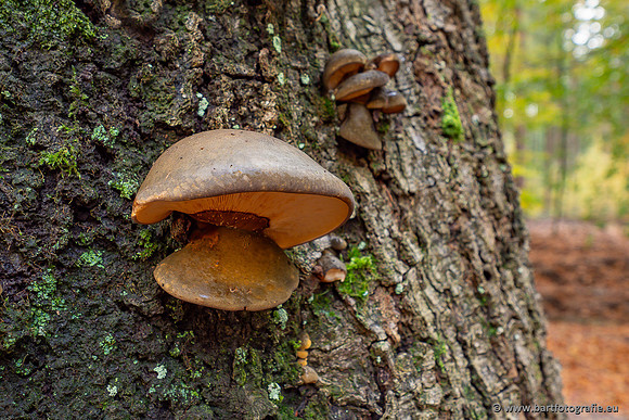 Paddenstoelen 2025-393