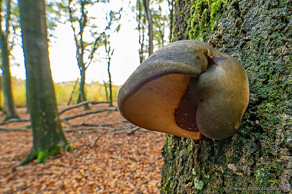 Paddenstoelen 2025-395